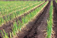 Commercial Onion Farming - How to Grow Onions for Profit